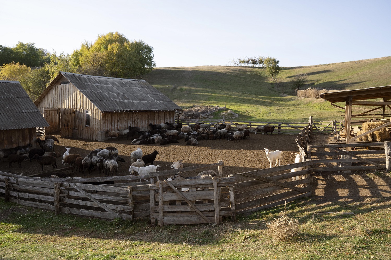 How do dairy farming and public pastures shape food security?